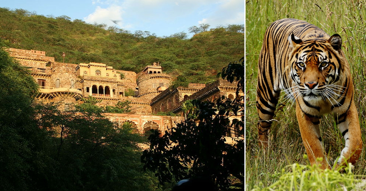 Video: How The Lost Tigers of Alwar’s Sariska Made a ‘Royal’ Comeback