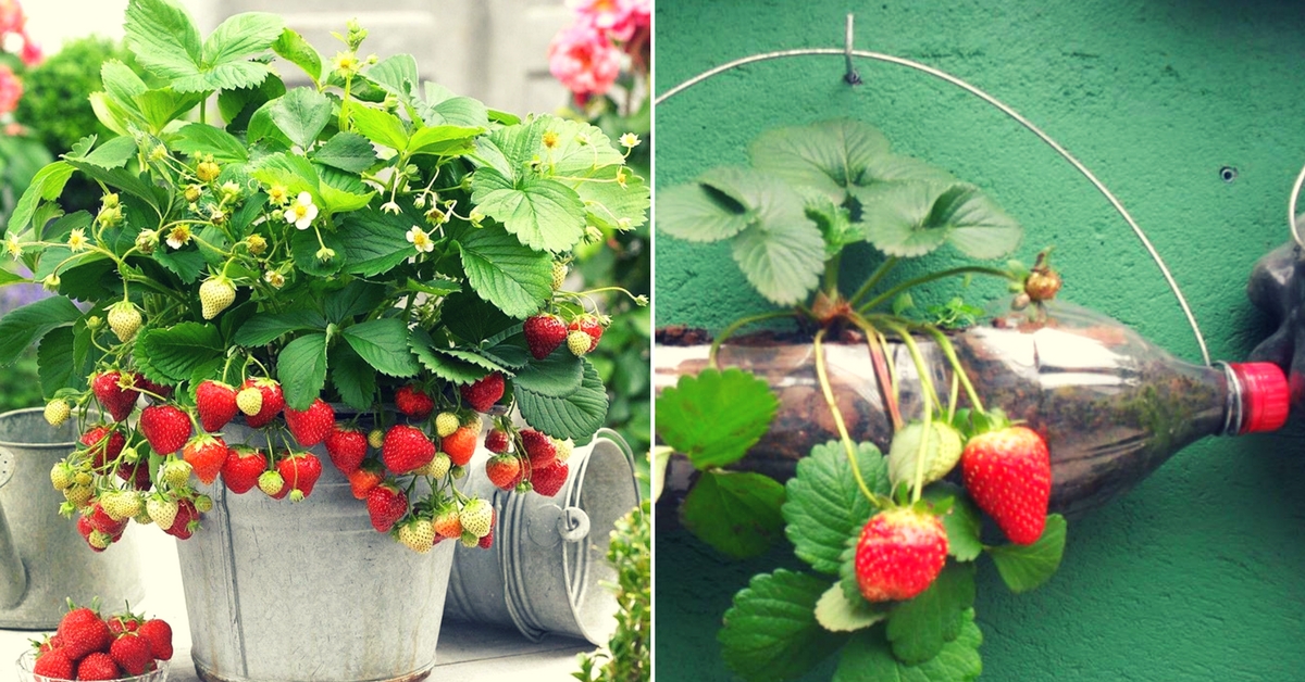 Follow These Easy Steps And Grow Your Own Organic Strawberries At Home!