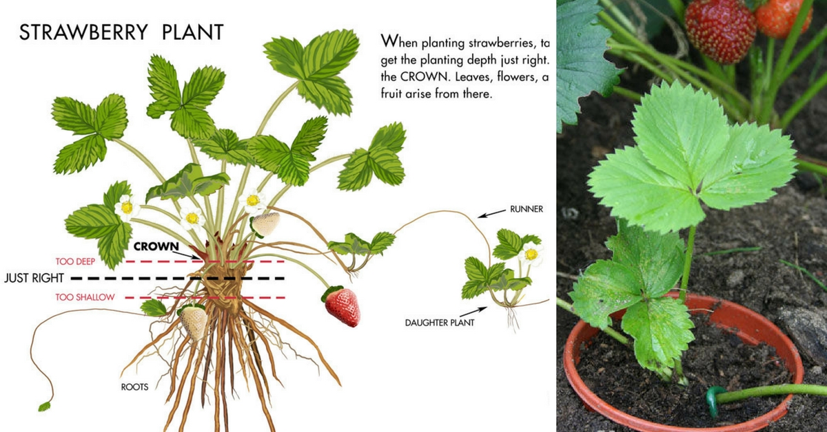 Pflanzung und Pflege von Erdbeerpflanzen