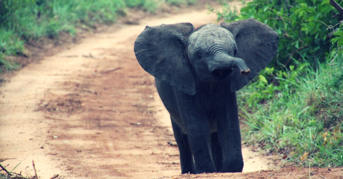 Video: How A Village Came Together to Rescue A Baby Elephant From a Well