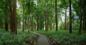 Nilambur Teak Becomes the First Forest Produce to Get Its Own GI Tag
