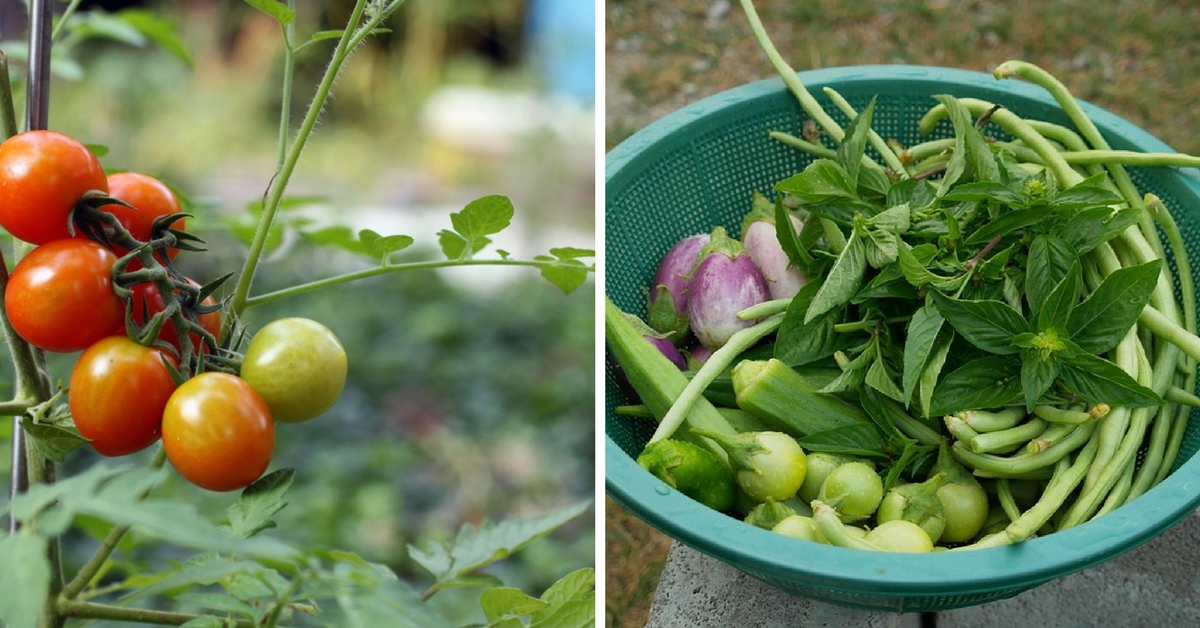 This Group of Terrace Gardeners are Reaping More than just Crops