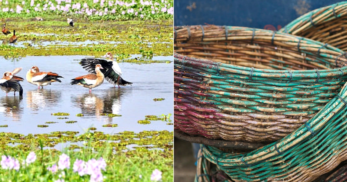 Video: Turning Weeds into Handicrafts, These Women Have Transformed Their Ponds!