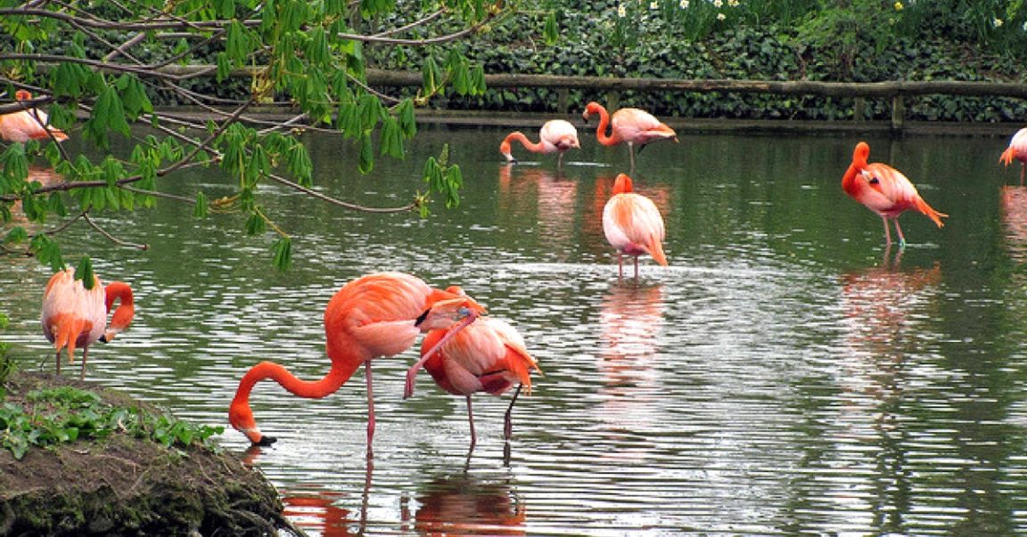 For The First Time, Mumbaikars Can Watch Flamingos Up Close In Thane