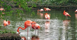 For The First Time, Mumbaikars Can Soon Watch Flamingos Up Close In Thane