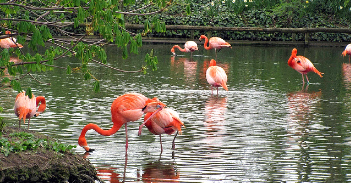 For The First Time, Mumbaikars Can Soon Watch Flamingos Up Close In Thane