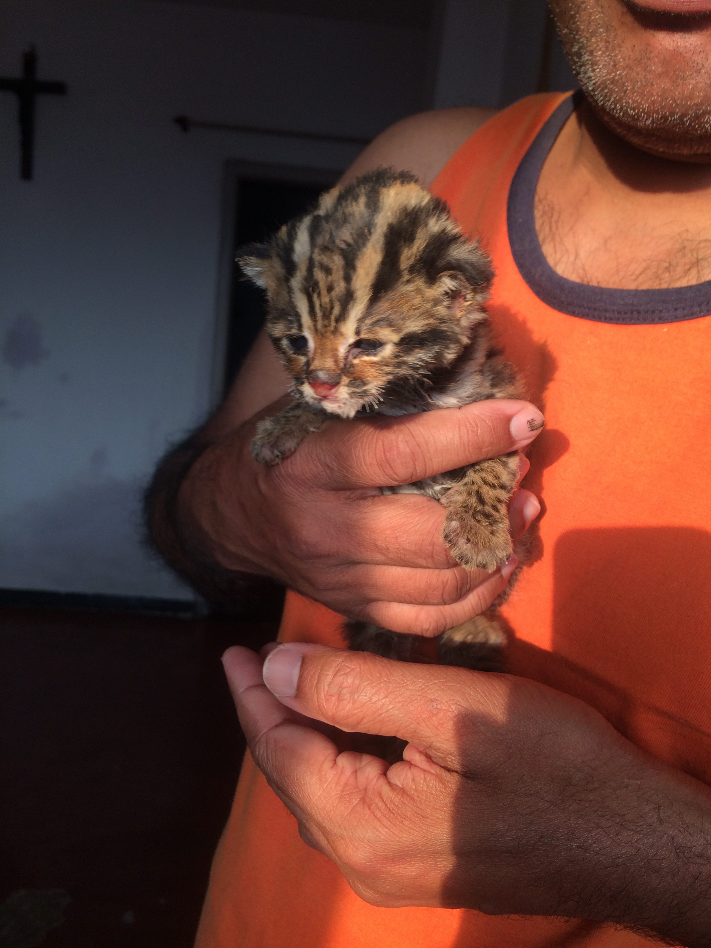 In Manipur A Couple Buys Wildlife From Poachers For An Amazing Reason