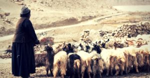 What You Probably Didn't Know About Ladakh's History With the Pashmina