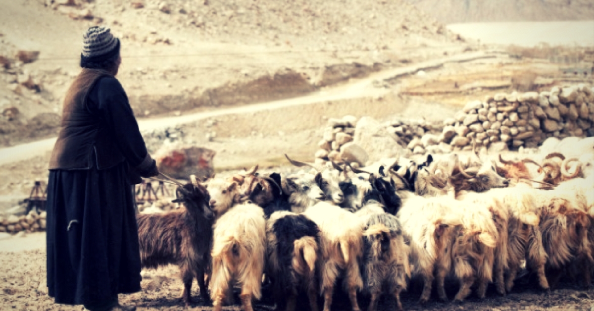 Livestock rearing (Source: Looms of Ladakh) 