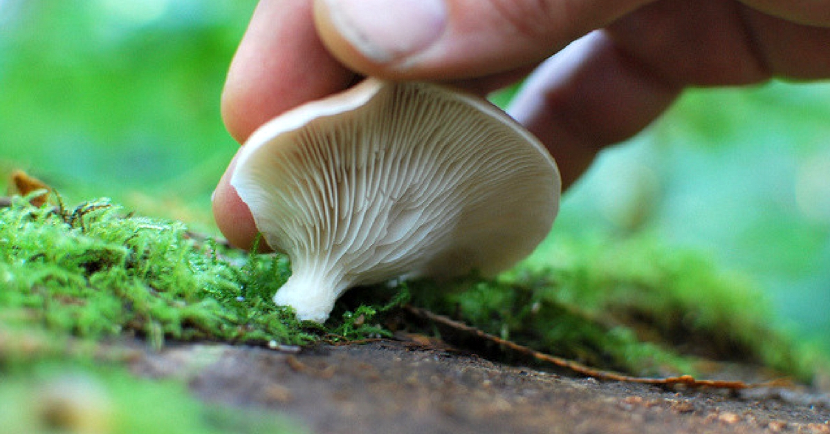 Two Birds with One Stone: Now Use Agro-Waste to Grow Your Own Mushrooms!