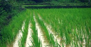 How Water Solutions From the Mauryan Empire Saved This Region in Bihar