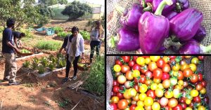 This Seed Keeper Preserves Over 500 Rare Varieties. Here's How You Can Become One Too!