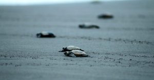Cuddalore Fishermen's Unique Crusade A Lifeline For Fast-Vanishing Turtles!