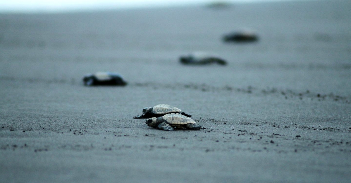 Cuddalore Fishermen’s Unique Crusade A Lifeline For Fast-Vanishing Turtles!