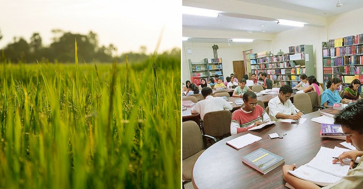 Taking a break from indoor environments and books, students from Mangaluru grew and harvested their own rice.Representative image only. Image Courtesy: Wikimedia Commons.