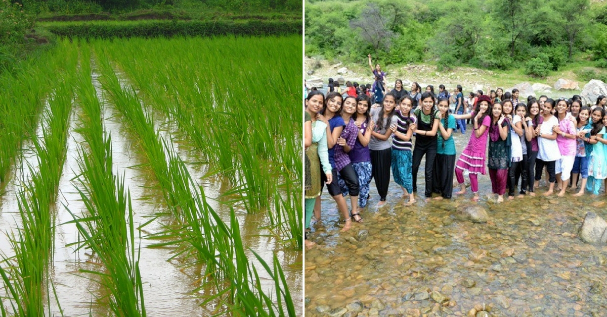 The Mangaluru students had an enriching experience, cultivating and harvesting their own rice.Representative image only. Image Courtesy: Wikimedia Commons