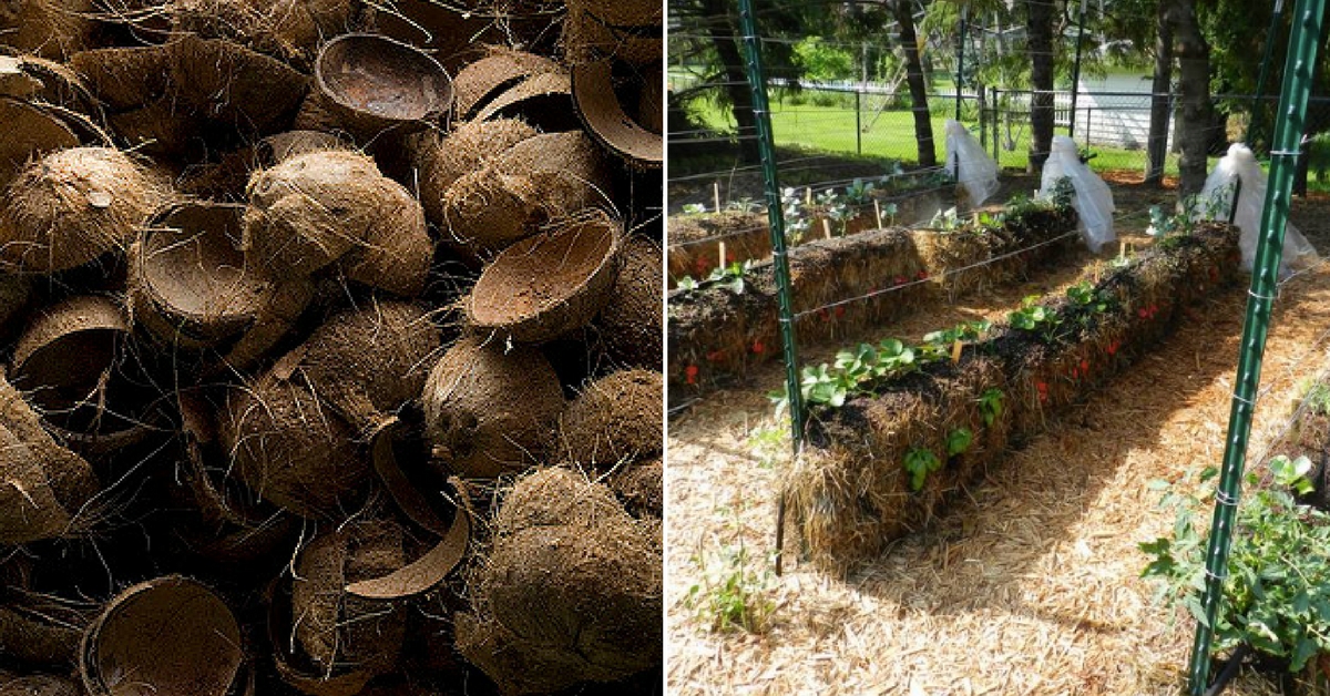 Coconut Husks, Sand, and More: All You Need to Create a Soil-less Garden!