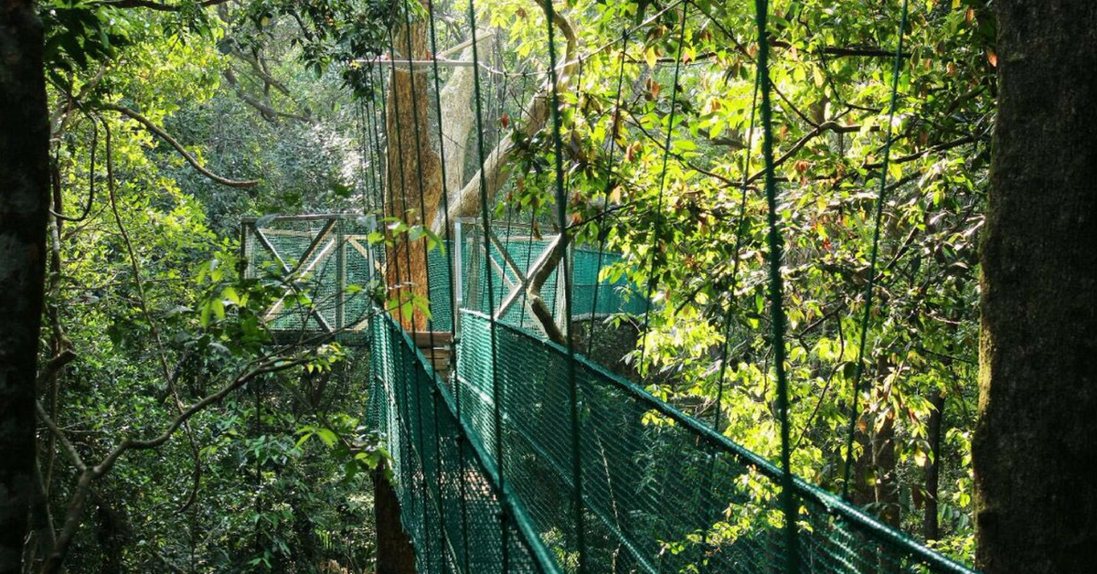 Karnataka All Set to Unveil India’s First Ever Canopy Walk on February 18!
