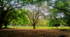 Bengaluru Stands up for Its Trees, Makes Govt. Scrap Controversial Amendment!