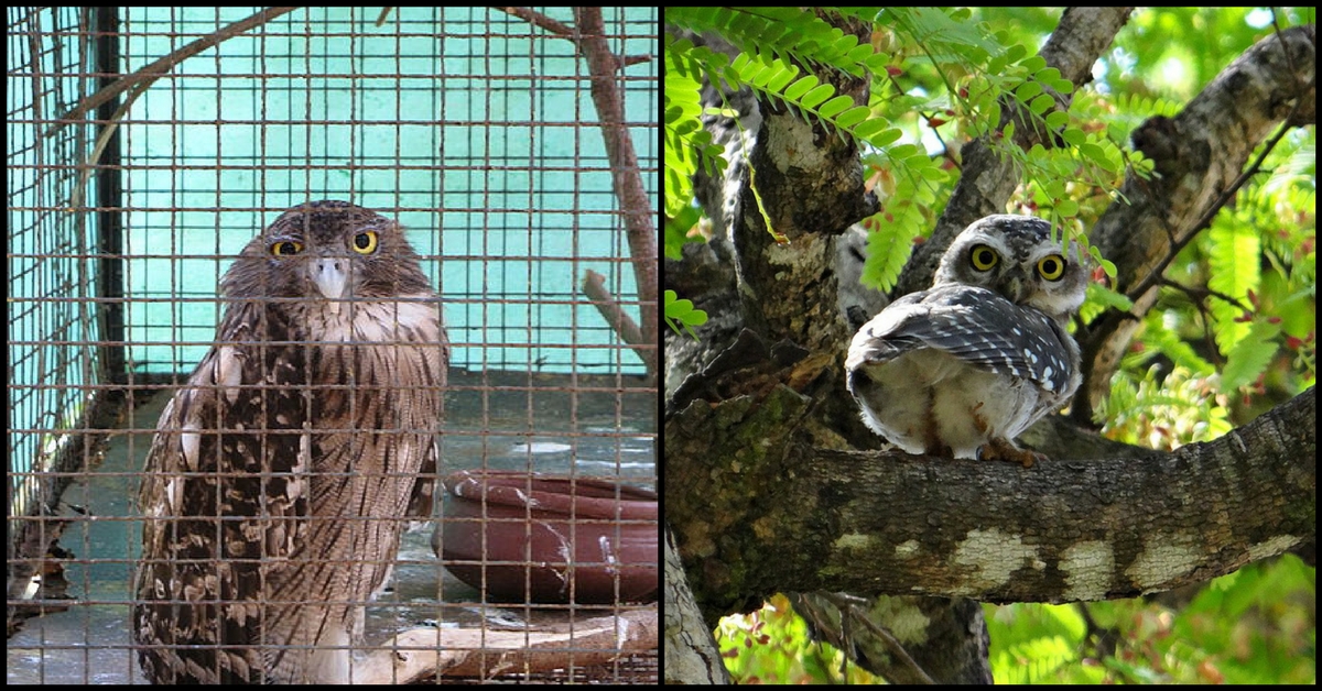 Saw an Owl in Cage in Your City? Here’s How You Can Save Its Life!