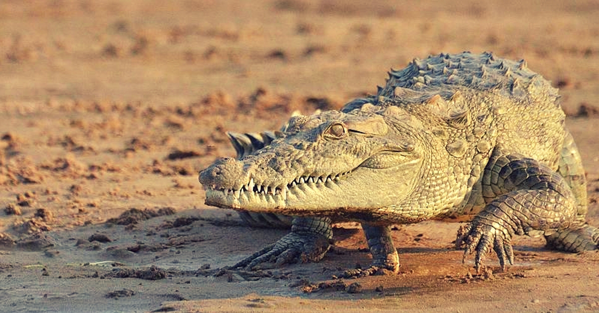 This 12-Year-Old Odisha Boy Literally Snatched His Uncle From the Jaws of Death!