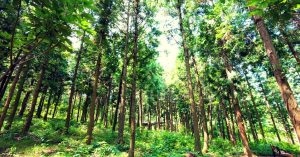 India Increases Tree Cover, Ranks Among Top 10 Countries in Forest Area