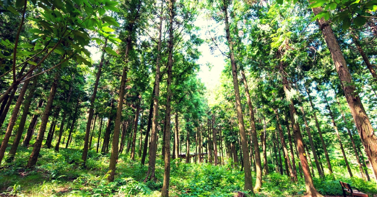 India Increases Tree Cover, Ranks Among Top 10 Countries in Forest Area