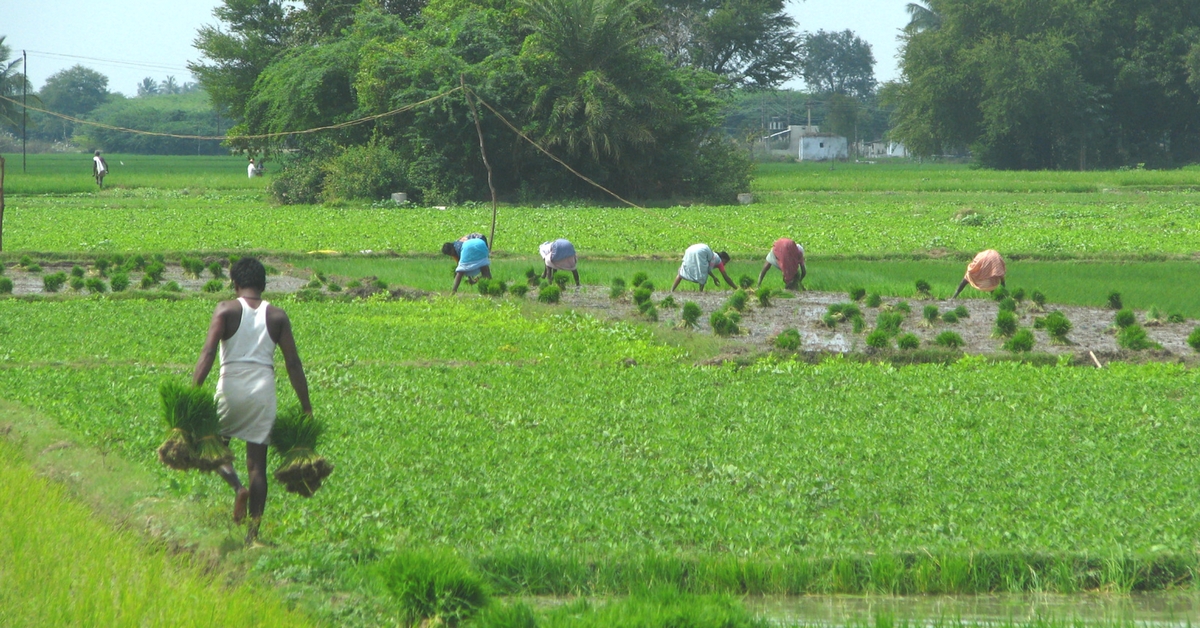 In Drought-Hit Tamil Nadu, This Ancient Practice For Small Water Bodies May Hold The Answers