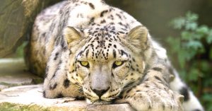 Snow Leopards Eat Their Cattle, but Ladakhi Villages Found a Unique Solution!