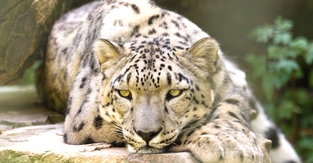 Snow Leopards Eat Their Cattle, but Ladakhi Villages Found a Unique Solution!