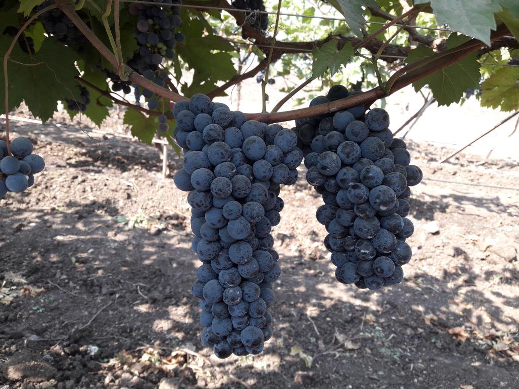 new hybrid variety grape