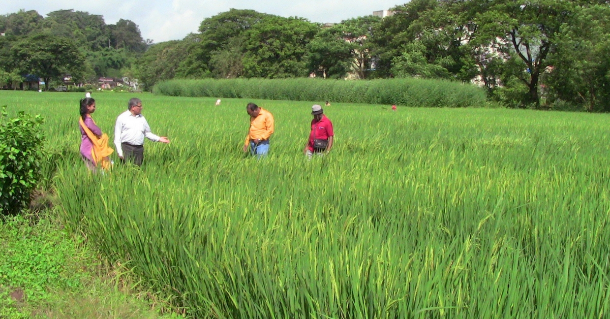 100 Years & Over 20 Varieties: Celebrating India’s First Rice Research Institute