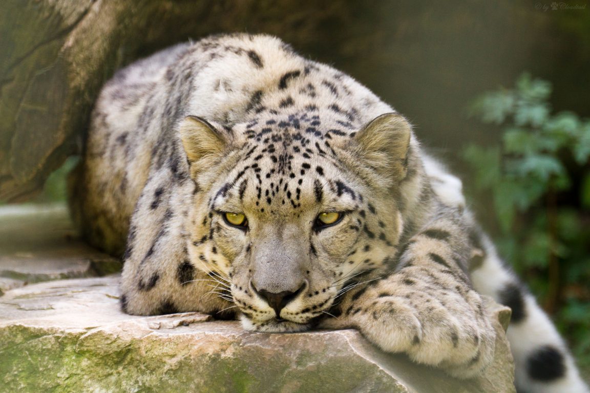 Snow Leopards Eat Their Cattle. Ladakhi Villages Found a Unique Solution