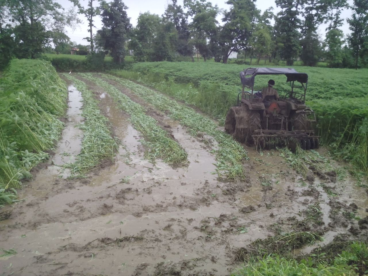 medicinal cultivation maharashtra farmer (1)