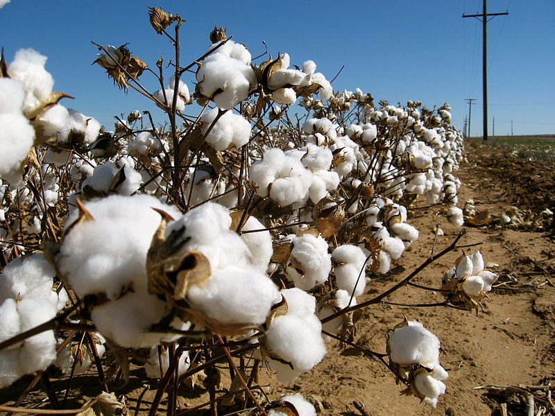 Cotton field. For representational purposes. (Source: Wikimedia Commons)