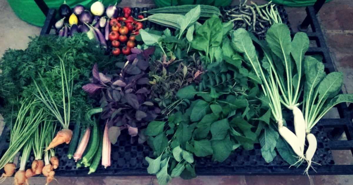 All the vegetables are grown naturally, at Indra Terrace Gardens Chennai. Image Courtesy: Indra Terrace Gardens.