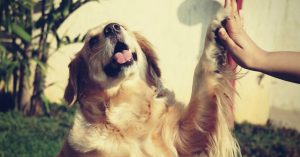 Taking Your Pet Along on Trains, Flights? Here's Everything You Need to Know
