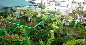 Chennai Family Creates 'Oxygen Chamber' on Terrace, Harvests 300 Bags of Veggies!