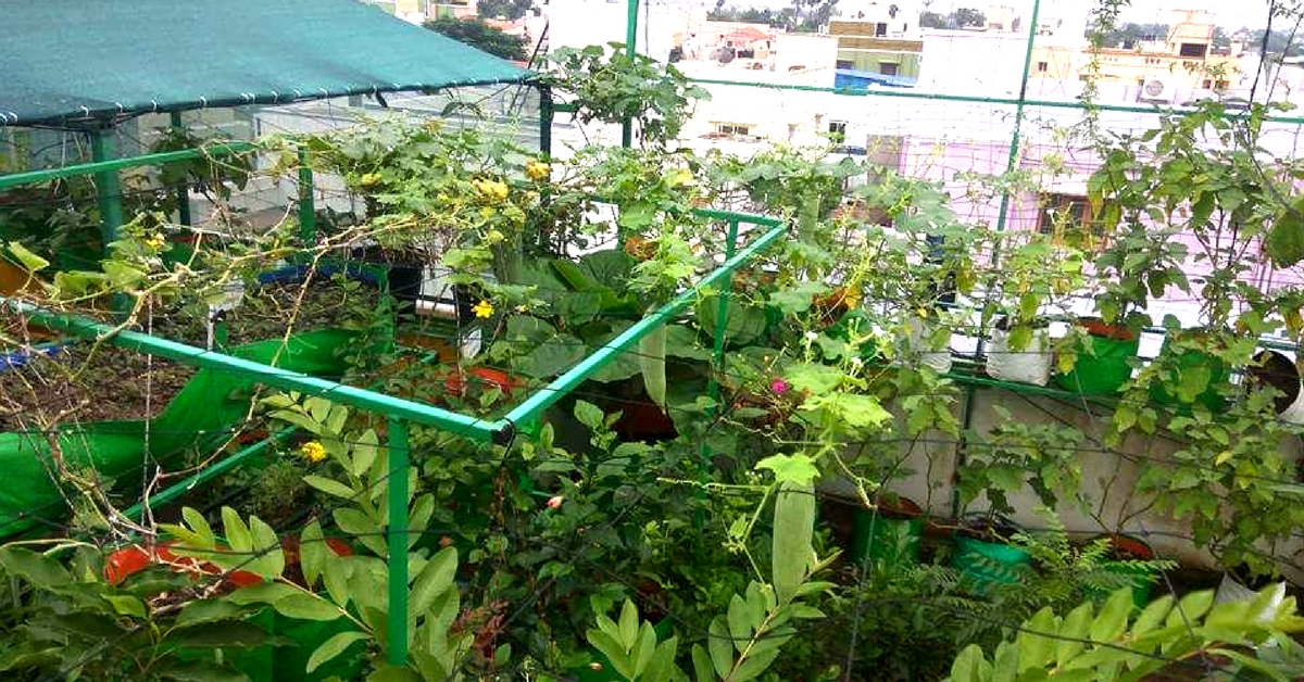 Chennai Family Creates ‘Oxygen Chamber’ on Terrace, Harvests 300 Bags of Veggies!
