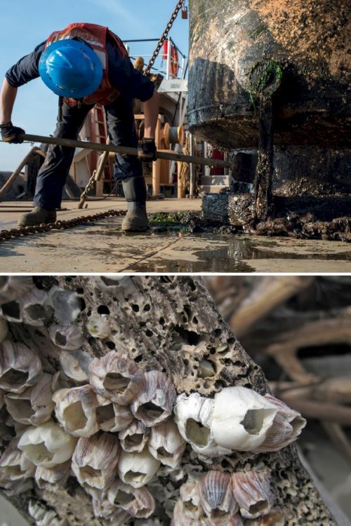 Barnacle formation on ships tends to be a major problem for the ships maintenance