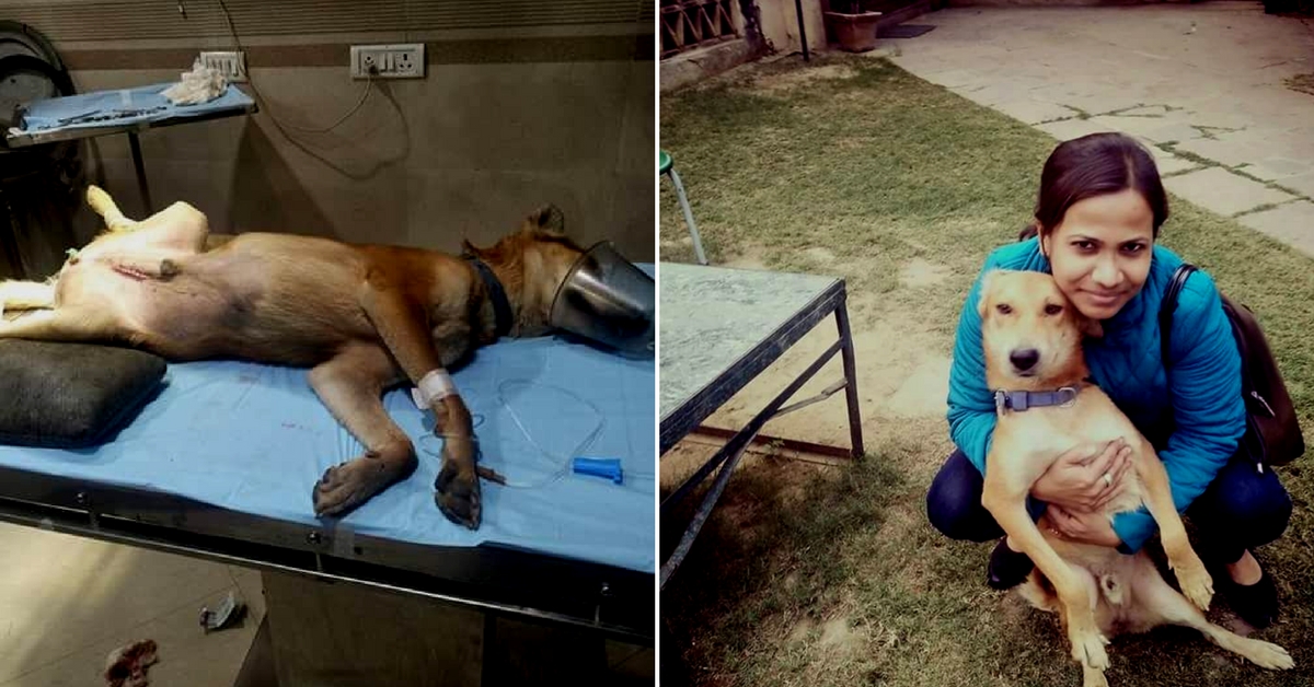 This 7-Month-Old Dog Was Going to Die. Until This Woman Did Something Incredible.