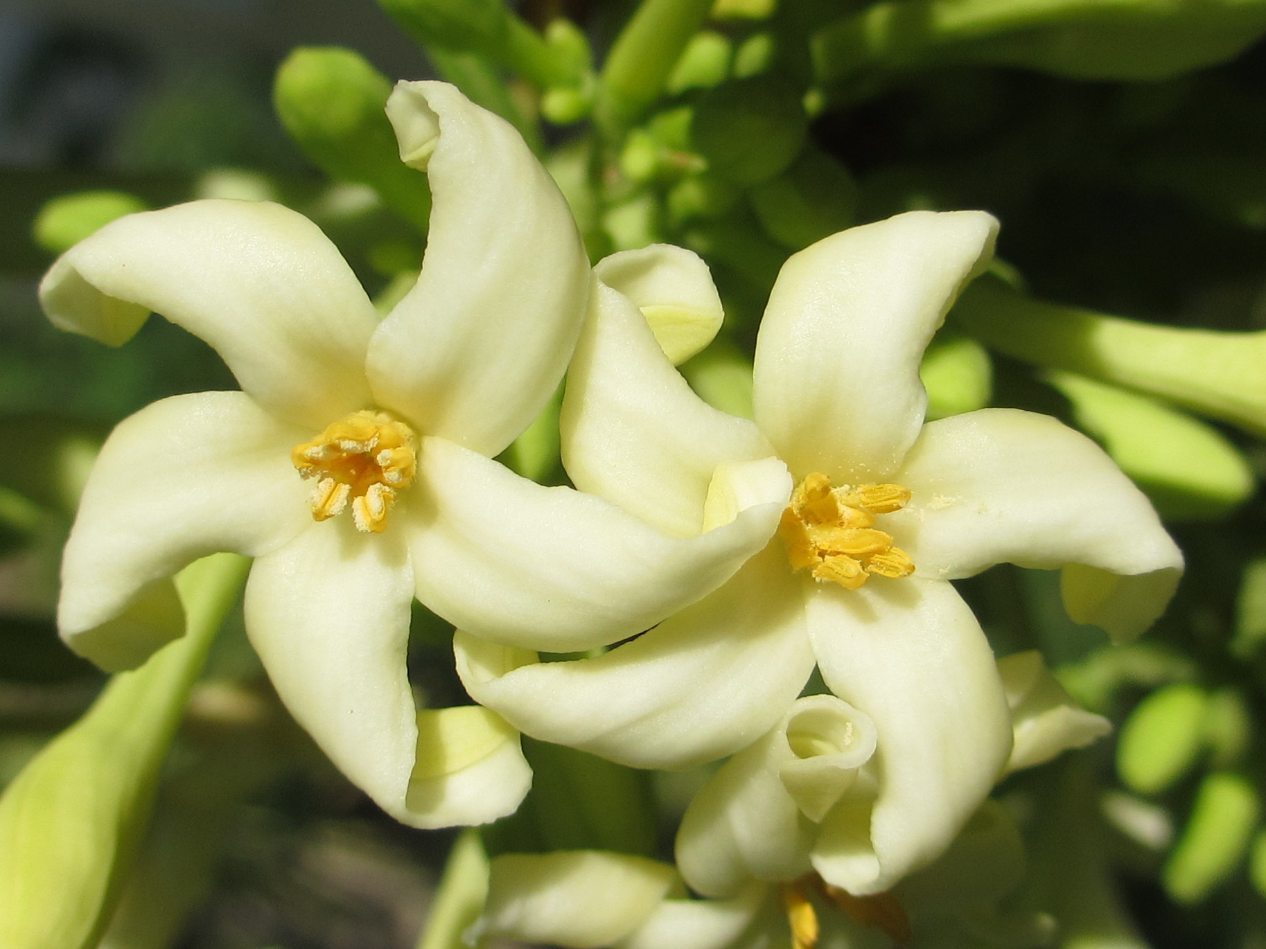 Flower Power In Your Food 10 Edible Blooms That Can Electrify Your Dish