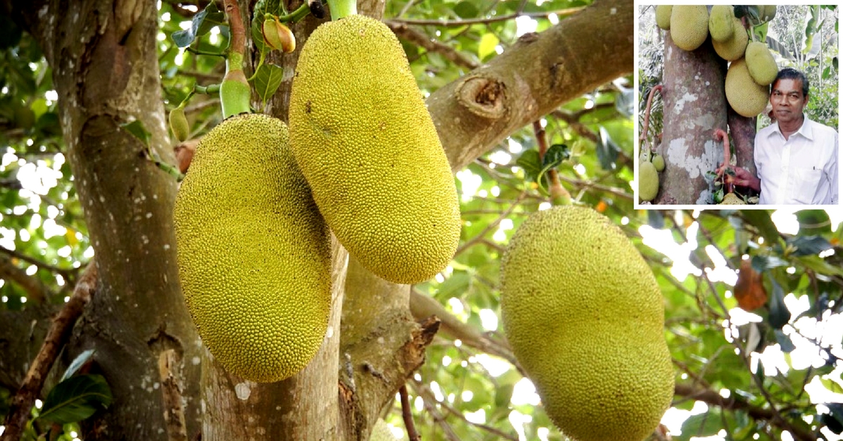 73-Year-Old Kerala Man Nurtures 210 Types of Jackfruit in His Orchard!