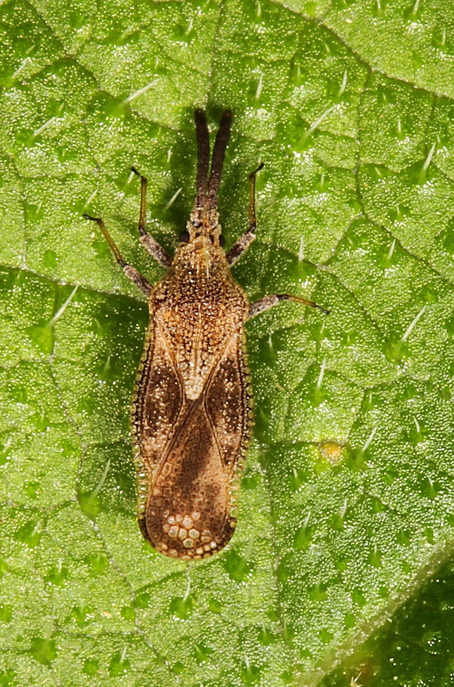 Mexican bugs forest weed