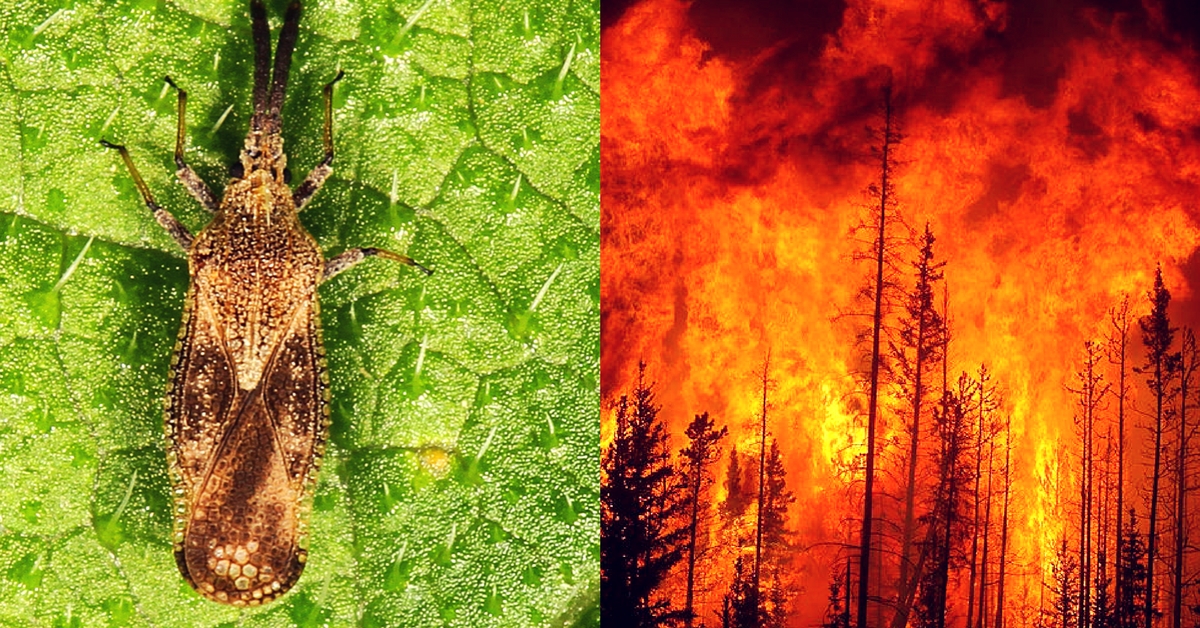 Bengaluru Scientists to Use Mexican Bugs to Tackle Wildfire-Causing Forest Weed!