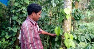 This Man's Efforts Fetched an Amazing Find - a Rare, Immunity Boosting Pepper!