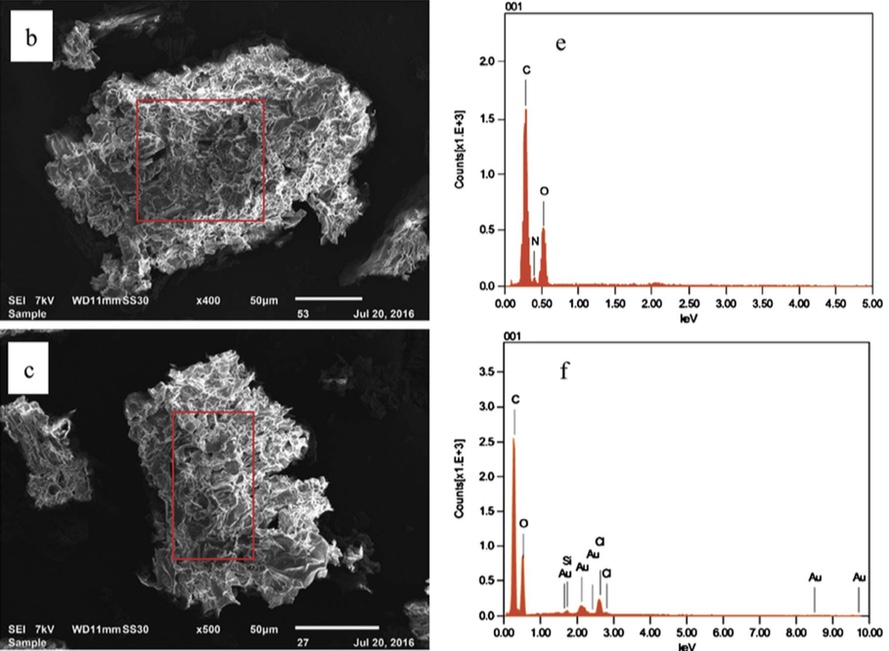 SEM Micrographs of the biosorbent