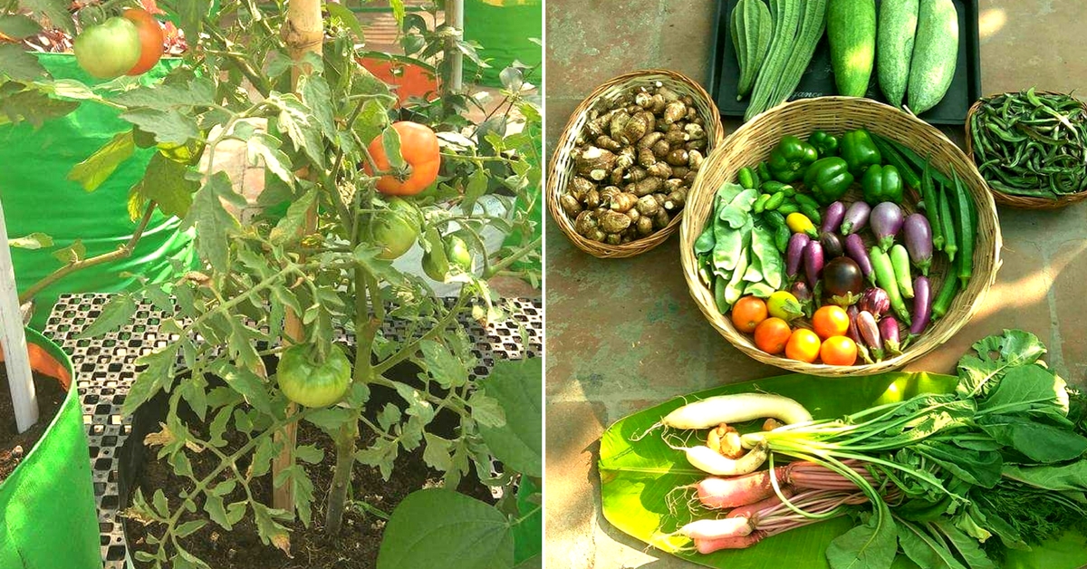 Starting with flowers, Indra Terrace Garden Chennai soon started growing vegetables. Image Courtesy: Indra Terrace Gardens