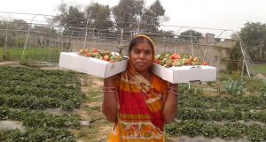 Despite Droughts And Terror, Bihar's Farmers Taste Success With Sweet Strawberries