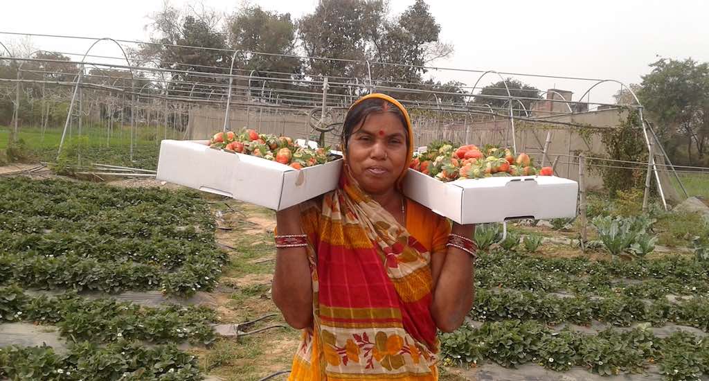 A woman famer with the strawberries she picked in a farm in Chilhaki Bigha village. (Photo by Mohd Imran Khan)